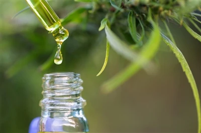 CBD vs. THC: Alles, was Sie wissen müssen
